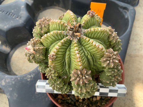 381 aztekium ritteri - ritteri, crested