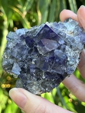 Lady Annabella Mine Purple