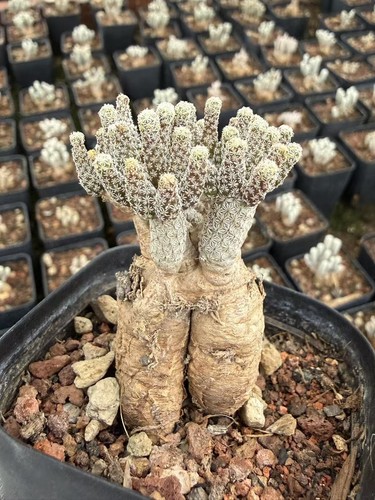 Pianta cactus succulenta - di,