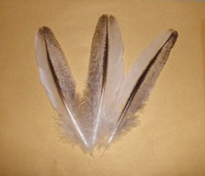 5 piume di pavone bianche e