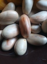 Jackfruit Semi 100% Biologici