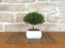 Bonsai di Mirto in vaso quadro