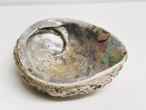 Grande conchiglia abalone - conchiglia, di
