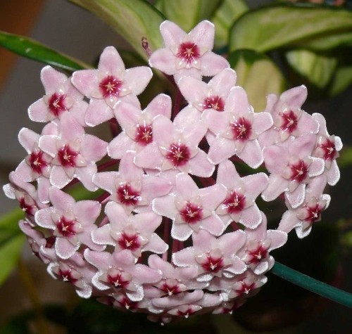 Hoya carnosa tricolor - fiore, di