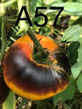 graine / seed tomate taille