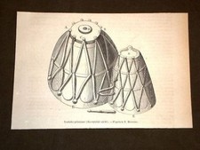 Timbales polonaises Tamburi polacchi o di Polonia