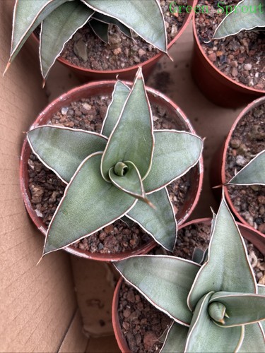 Pinguicula sansevieria viva - pinguicula,