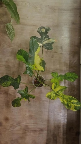 Philodendron florida beauty - philodendron,