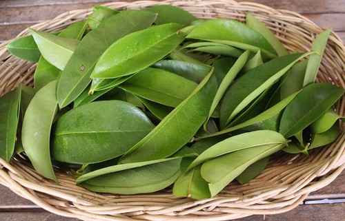 100 foglie soursop - di,