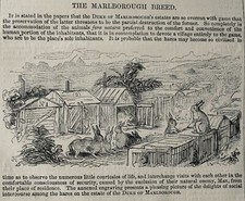 c1847 CONIGLI - IL DUCA DI