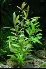 Offerta hygrophila polysperma - offerta,