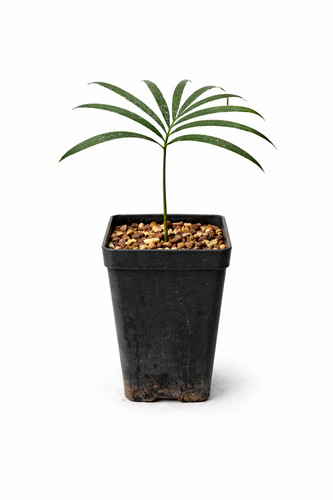 Cycas guizhouensis cicade - guizhouensis,