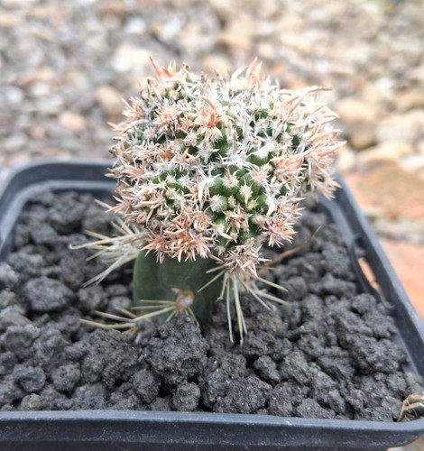 Pediocactus peeblesianus