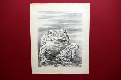 Fabrizio clerici the frogs - clerici,