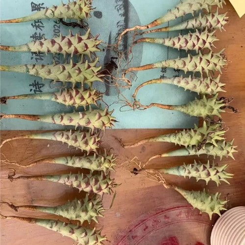 Pezzo 8 cm euphorbia - 1,5-1,8,
