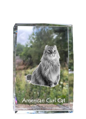 Gatto riccio americano