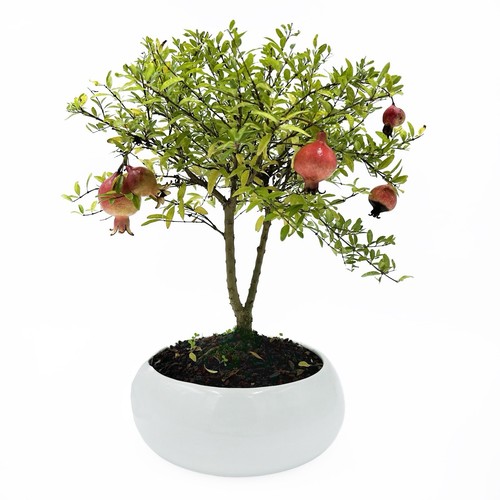 Little bonsai di - -,