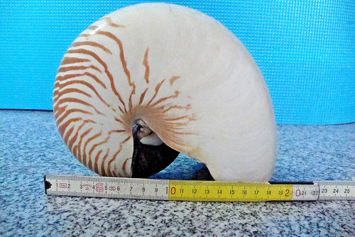 Conchiglia nautilus pompilius - nautilus,