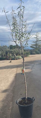 Pianta mandorlo tuono in - di,