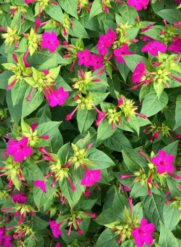 100 semillas mirabilis - 100, jalapa