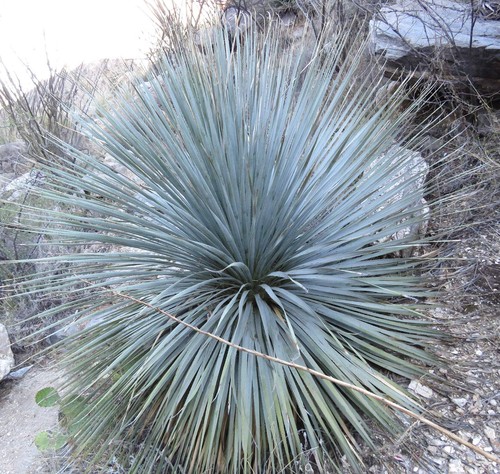 Dasylirion wheeleri - ,