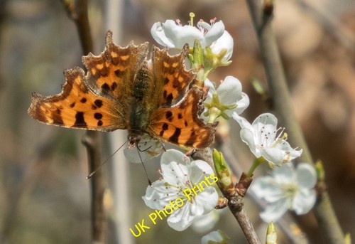 Photo 6x4 comma - 6x4,