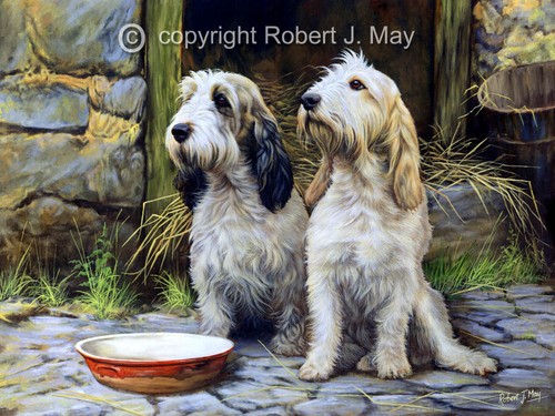 Basset griffon vendeen ltd - basset,