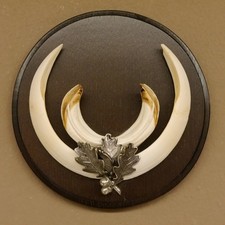 Armi Di Cinghiale (Sus Scrofa) Armi Per Cinghiali Trofeo Di 17 Cm Scudo Rotondo