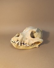 Taxidermy, Cabinet De