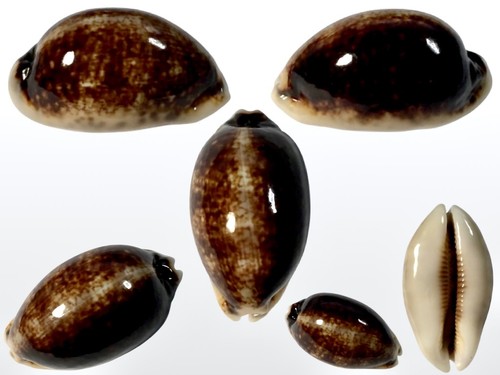 Cypraea eglantina - , f