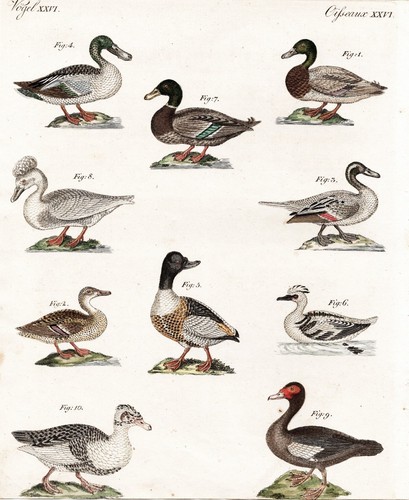 Löffelente shoveler anatre - löffelente,