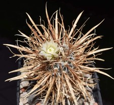 Pediocactus papyracantha seeds - pediocactus,