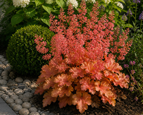 80002939 heuchera micrantha - heuchera,