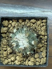 Turbinicarpus vierekii, 2.6 cm, 5 cm pot, Not Ariocarpus, Copiapoa