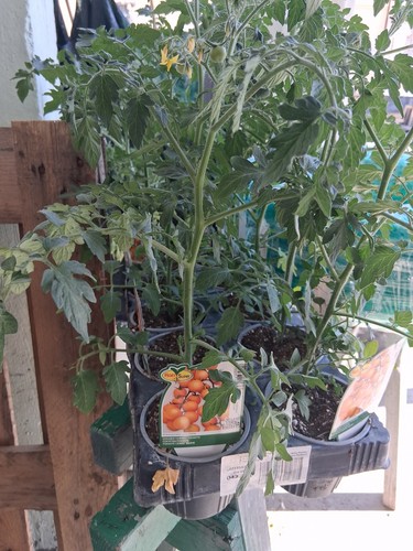 Piante pomodoro ciliegino - piante,