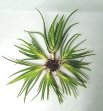 Lotto 5 piante 'ALOE VERA BIO' (coltivazione biologica di 2 anni) a radice nuda