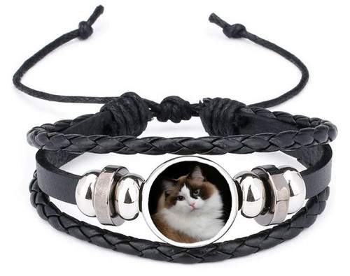 Rag doll cat - rag,