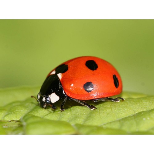 Cialda ostia coccinella - in,