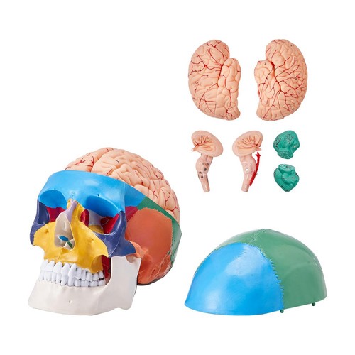 Modello cranio umano - modello,