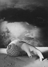 Dora maar conchiglia - dora,