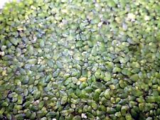 Lemna minor lenticchia d'acqua acquario laghetto tartarughe 1600 cm2 40 x 40 cm