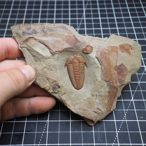 Trilobite bavarilla - trilobite,