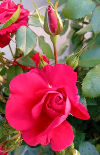 Rosa rampicante rose - rose, the