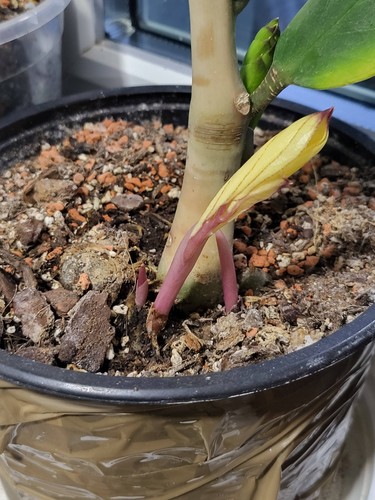 Zamioculcas zamiifolia