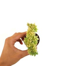 Echeveria cv "Isola di Capri" CRESTATO -