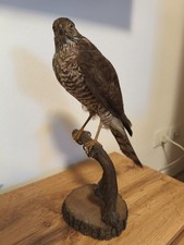 animali imbalsamati