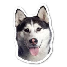 Calamita Alaskan Malamute