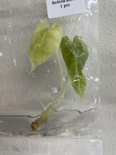 Alocasia Sedenii Aurea