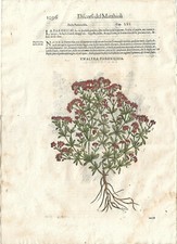 Stampa antica MATTIOLI