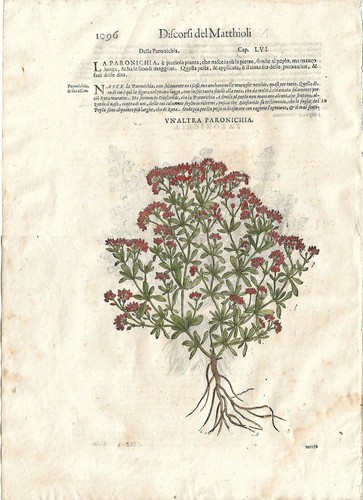 Stampa antica mattioli - stampa,